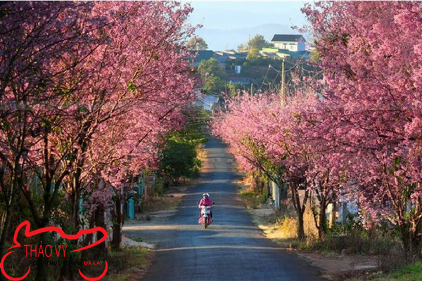 lễ hội hoa mai anh đào đà lạt